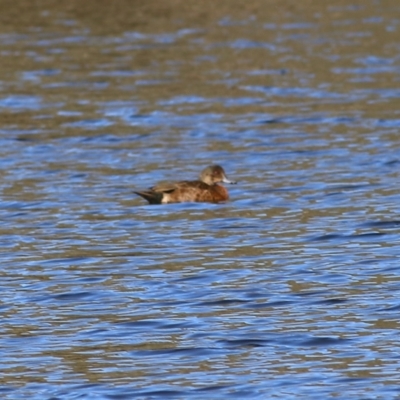 Anas castanea (Chestnut Teal) at Splitters Creek, NSW - 14 May 2021 by Kyliegw