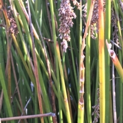 Machaerina articulata (Jointed Twig-rush) at O'Malley, ACT - 15 May 2021 by JaneR