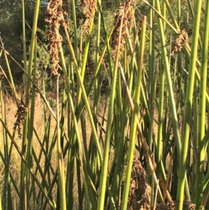 Baumea articulata at O'Malley, ACT - 15 May 2021