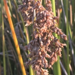 Baumea articulata at O'Malley, ACT - 15 May 2021