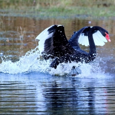 Cygnus atratus (Black Swan) at Albury - 14 May 2021 by Kyliegw