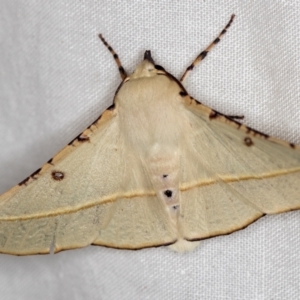 Oenochroma pallida at Melba, ACT - 18 Dec 2020 01:55 AM