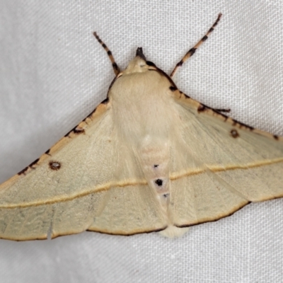 Oenochroma pallida (Pale Wine Moth) at Melba, ACT - 18 Dec 2020 by Bron