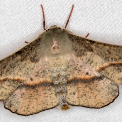 Antictenia punctunculus (A geometer moth) at Melba, ACT - 18 Dec 2020 by Bron