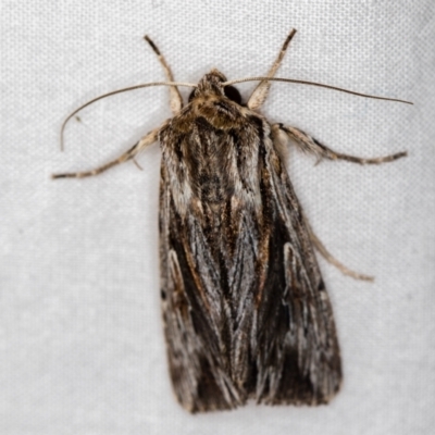 Persectania ewingii (Southern Armyworm) at Melba, ACT - 17 Dec 2020 by Bron