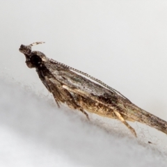 Anarsia molybdota (Wattle Shoot Moth) at Melba, ACT - 17 Dec 2020 by Bron