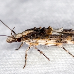 Leptozestis and Trachydora (genera) at Melba, ACT - 17 Dec 2020 12:50 AM