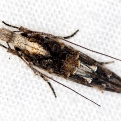 Leptozestis and Trachydora (genera) at Melba, ACT - 17 Dec 2020