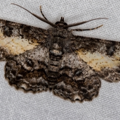 Cleora (genus) (A Looper Moth) at Melba, ACT - 17 Dec 2020 by Bron