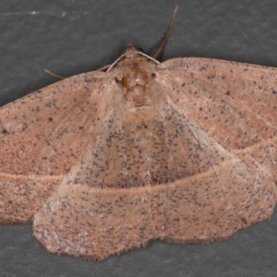 Idiodes apicata (Bracken Moth) at Melba, ACT - 17 Dec 2020 by Bron