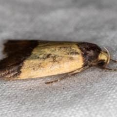 Eulechria heliophanes (A Concealer moth) at Melba, ACT - 17 Dec 2020 by Bron