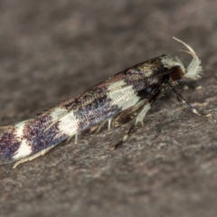 Limnaecia chionospila (Cosmopterigid) at Melba, ACT - 16 Dec 2020 by Bron