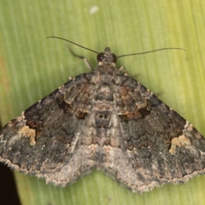 Epyaxa sodaliata (Sodaliata Moth, Clover Moth) at Melba, ACT - 16 Dec 2020 by Bron