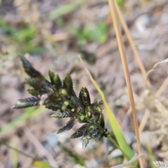 Eragrostis cilianensis (Stinkgrass) at Mawson, ACT - 15 May 2021 by Mike