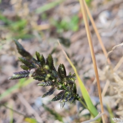 Eragrostis cilianensis (Stinkgrass) at Mawson, ACT - 15 May 2021 by Mike