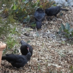 Corcorax melanorhamphos (White-winged Chough) at Aranda, ACT - 15 May 2021 by KMcCue