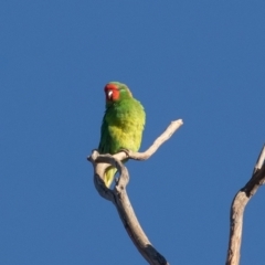 Parvipsitta pusilla (Little Lorikeet) at Hackett, ACT - 16 May 2021 by rawshorty