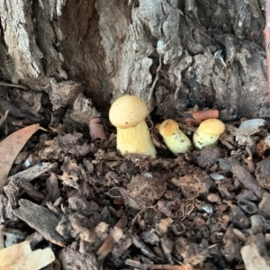 Gymnopilus junonius at Hughes, ACT - 12 May 2021