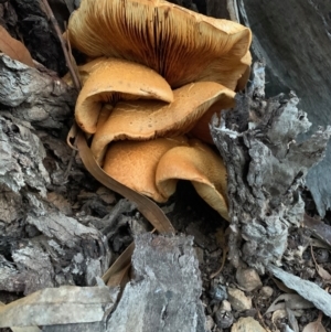 Gymnopilus junonius at Hughes, ACT - 8 May 2021