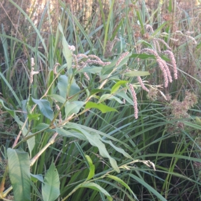 Persicaria lapathifolia (Pale Knotweed) at Tuggeranong Creek to Monash Grassland - 4 Mar 2021 by michaelb