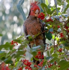 Callocephalon fimbriatum (Gang-gang Cockatoo) at Hughes, ACT - 9 May 2021 by ebristow