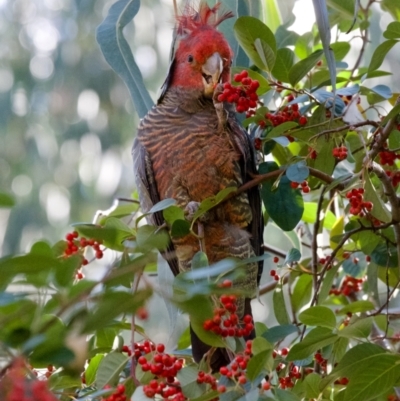 Callocephalon fimbriatum (Gang-gang Cockatoo) at Hughes, ACT - 9 May 2021 by ebristow