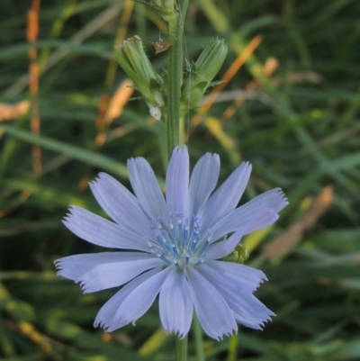 Cichorium intybus (Chicory) at Monash, ACT - 4 Mar 2021 by michaelb