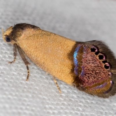 Eupselia satrapella and similar species (An Hypertrophid moth) at Melba, ACT - 16 Dec 2020 by Bron