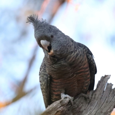 Callocephalon fimbriatum (Gang-gang Cockatoo) at Majura, ACT - 12 May 2021 by jbromilow50