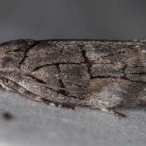 Illidgea epigramma at Melba, ACT - 16 Dec 2020 11:09 PM