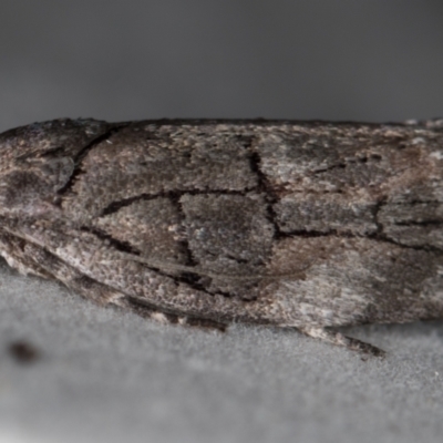 Illidgea epigramma (A Gelechioid moth) at Melba, ACT - 16 Dec 2020 by Bron