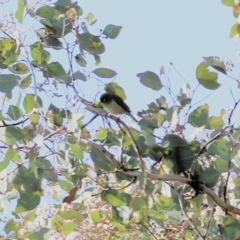 Zosterops lateralis (Silvereye) at West Wodonga, VIC - 16 May 2021 by KylieWaldon