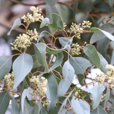 Eucalyptus polyanthemos (Red Box) at Wodonga, VIC - 16 May 2021 by Kyliegw