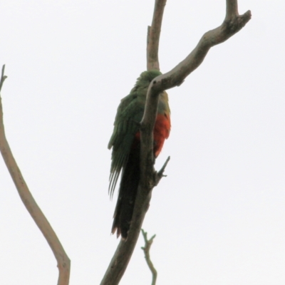 Alisterus scapularis (Australian King-Parrot) at West Wodonga, VIC - 16 May 2021 by KylieWaldon