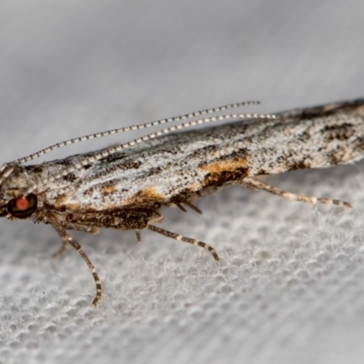 Hypatima harpophora (A Gelechioid moth (Chelariinae)) at Melba, ACT - 16 Dec 2020 by Bron