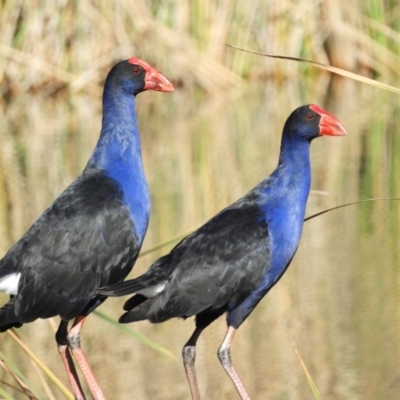 Porphyrio melanotus (Australasian Swamphen) at Greenway, ACT - 16 May 2021 by MatthewFrawley