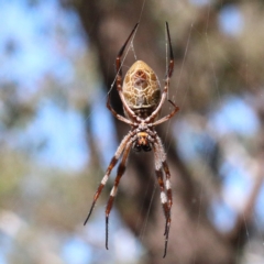 Trichonephila edulis (Golden orb weaver) at O'Connor, ACT - 28 Feb 2021 by ConBoekel