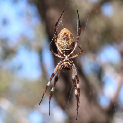 Trichonephila edulis (Golden orb weaver) at O'Connor, ACT - 28 Feb 2021 by ConBoekel