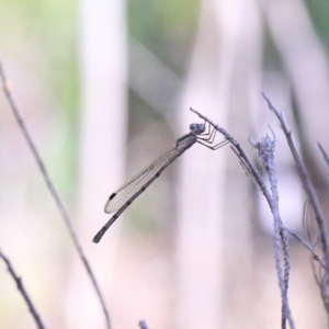 Austrolestes leda at O'Connor, ACT - 2 Mar 2021