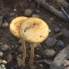 zz agaric (stem; gills not white/cream) at Dryandra St Woodland - 16 May 2021 by NedJohnston