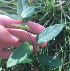 Lonicera japonica at O'Connor, ACT - 16 May 2021