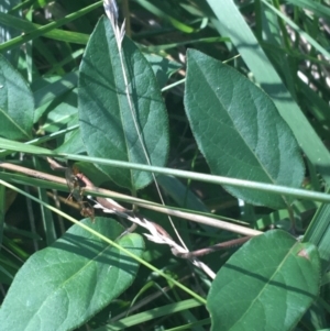 Lonicera japonica at O'Connor, ACT - 16 May 2021