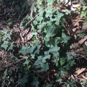 Hedera sp. (helix or hibernica) at Dryandra St Woodland - 16 May 2021