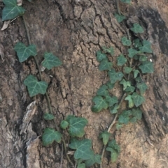 Hedera sp. (helix or hibernica) at Dryandra St Woodland - 16 May 2021