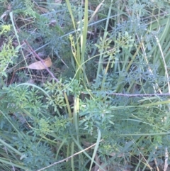 Clematis leptophylla at O'Connor, ACT - 16 May 2021