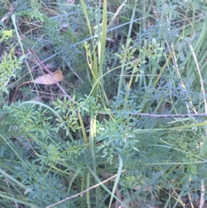 Clematis leptophylla at O'Connor, ACT - 16 May 2021