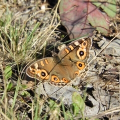 Junonia villida (Meadow Argus) at Greenway, ACT - 16 May 2021 by MatthewFrawley