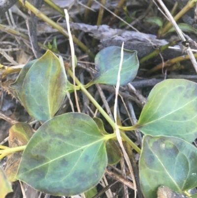 Vinca major (Blue Periwinkle) at O'Connor, ACT - 16 May 2021 by Ned_Johnston