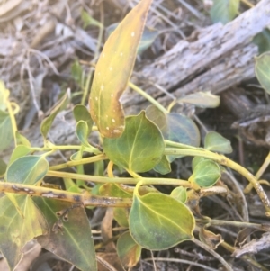 Vinca major at O'Connor, ACT - 16 May 2021 01:16 PM