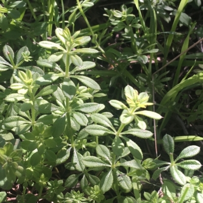 Galium aparine (Goosegrass, Cleavers) at O'Connor, ACT - 16 May 2021 by Ned_Johnston